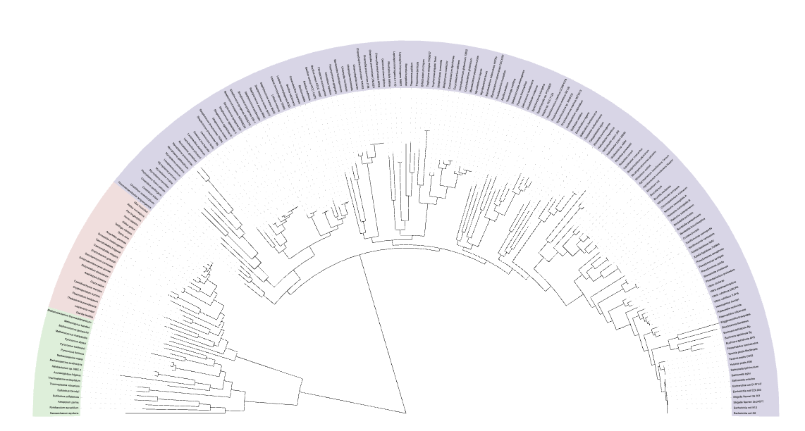 Tree Visualization